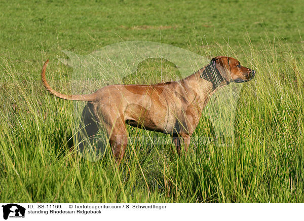 standing Rhodesian Ridgeback / SS-11169
