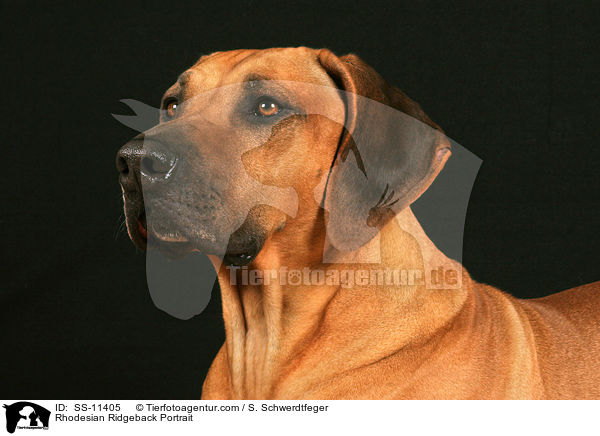 Rhodesian Ridgeback Portrait / Rhodesian Ridgeback Portrait / SS-11405