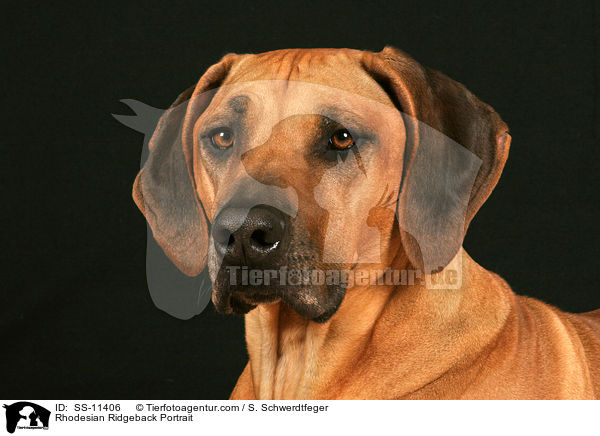 Rhodesian Ridgeback Portrait / Rhodesian Ridgeback Portrait / SS-11406