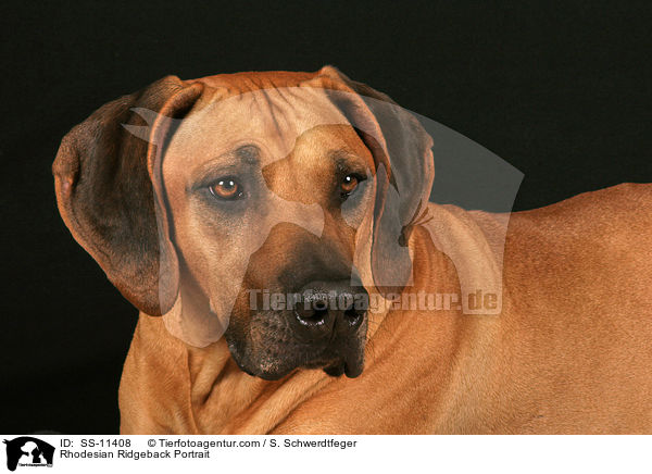 Rhodesian Ridgeback Portrait / Rhodesian Ridgeback Portrait / SS-11408
