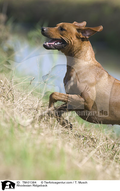 Rhodesian Ridgeback / Rhodesian Ridgeback / TM-01384