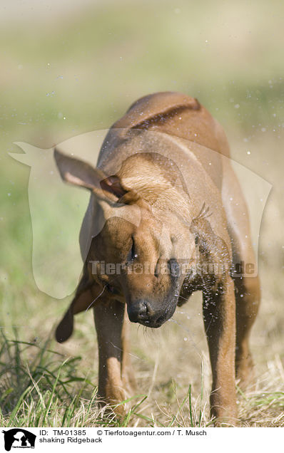 sich schttelnder Ridgeback / shaking Ridgeback / TM-01385