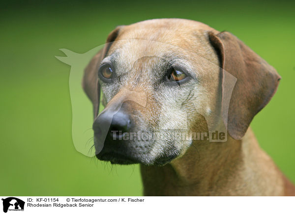 Rhodesian Ridgeback Senior / Rhodesian Ridgeback Senior / KF-01154