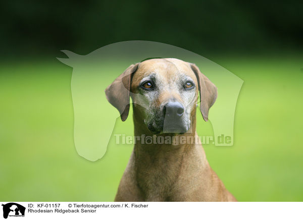Rhodesian Ridgeback Senior / Rhodesian Ridgeback Senior / KF-01157