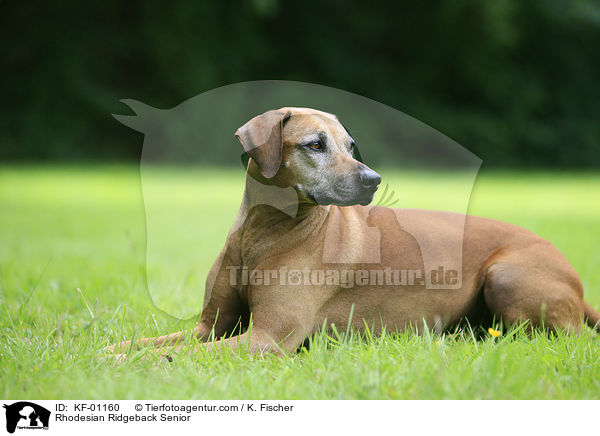 Rhodesian Ridgeback Senior / Rhodesian Ridgeback Senior / KF-01160