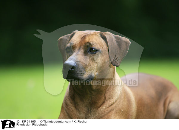 Rhodesian Ridgeback / Rhodesian Ridgeback / KF-01165