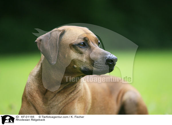 Rhodesian Ridgeback / Rhodesian Ridgeback / KF-01166