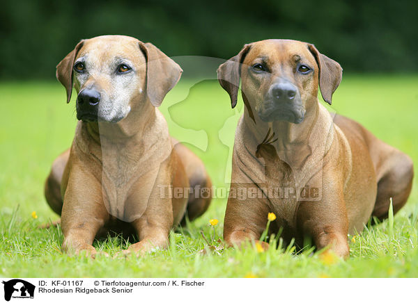Rhodesian Ridgeback Senior / Rhodesian Ridgeback Senior / KF-01167