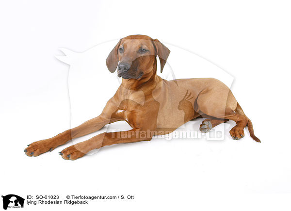 liegender Rhodesian Ridgeback / lying Rhodesian Ridgeback / SO-01023