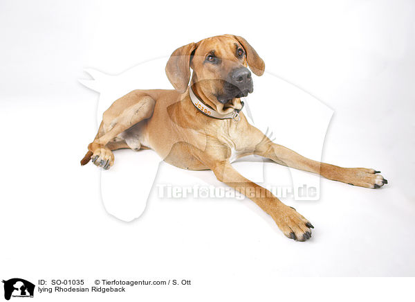 liegender Rhodesian Ridgeback / lying Rhodesian Ridgeback / SO-01035