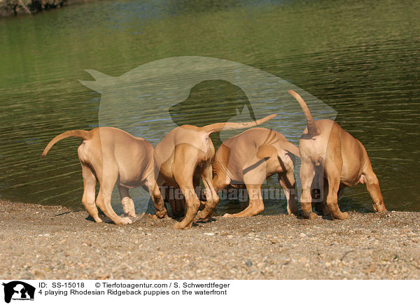4 spielende Rhodesian Ridgeback Welpen am Wasser / 4 playing Rhodesian Ridgeback puppies on the waterfront / SS-15018