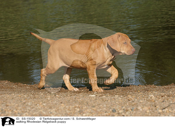 laufender Rhodesian Ridgeback Welpe / walking Rhodesian Ridgeback puppy / SS-15020