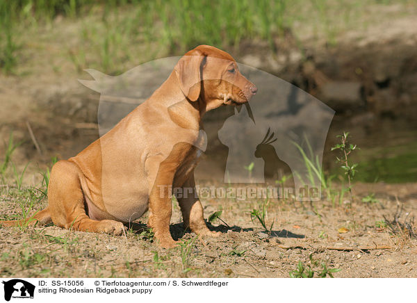 sitzender Rhodesian Ridgeback Welpe / sitting Rhodesian Ridgeback puppy / SS-15056