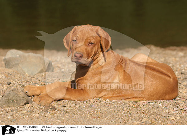 liegender Rhodesian Ridgeback Welpe / lying Rhodesian Ridgeback puppy / SS-15060