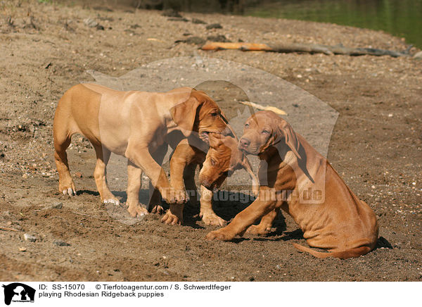 spielende Rhodesian Ridgeback Welpen / playing Rhodesian Ridgeback puppies / SS-15070