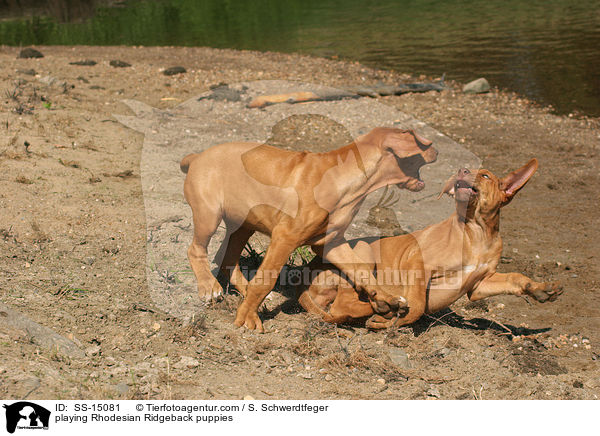 spielende Rhodesian Ridgeback Welpen / playing Rhodesian Ridgeback puppies / SS-15081