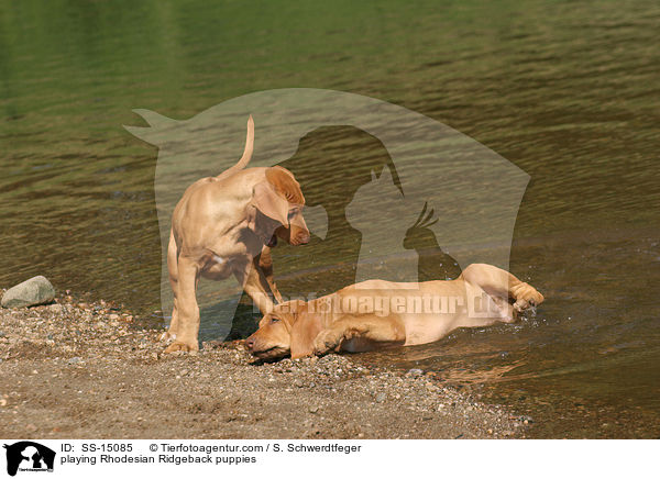 spielende Rhodesian Ridgeback Welpen / playing Rhodesian Ridgeback puppies / SS-15085