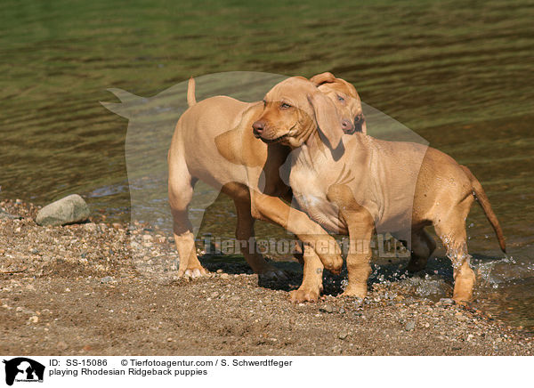 spielende Rhodesian Ridgeback Welpen / playing Rhodesian Ridgeback puppies / SS-15086