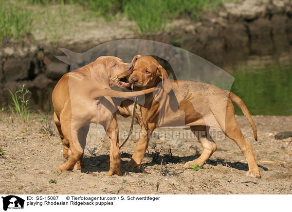 spielende Rhodesian Ridgeback Welpen / playing Rhodesian Ridgeback puppies / SS-15087