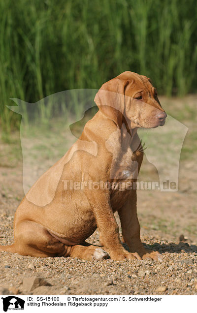 sitzender Rhodesian Ridgeback Welpe / sitting Rhodesian Ridgeback puppy / SS-15100
