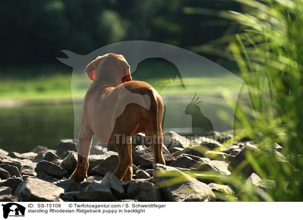 stehender Rhodesian Ridgeback Welpe im Gegenlicht / standing Rhodesian Ridgeback puppy in backlight / SS-15108