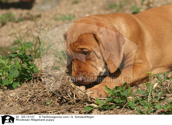 Rhodesian Ridgeback Welpe / Rhodesian Ridgeback puppy / SS-15147