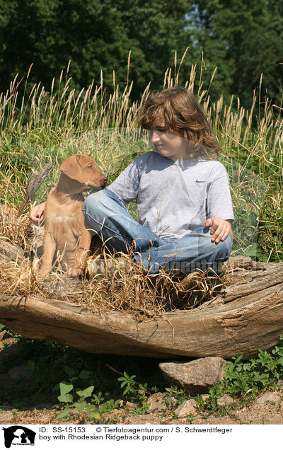 Junge mit Rhodesian Ridgeback Welpe / boy with Rhodesian Ridgeback puppy / SS-15153