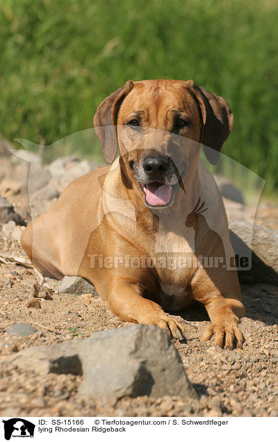 liegende Rhodesian Ridgeback / lying Rhodesian Ridgeback / SS-15166
