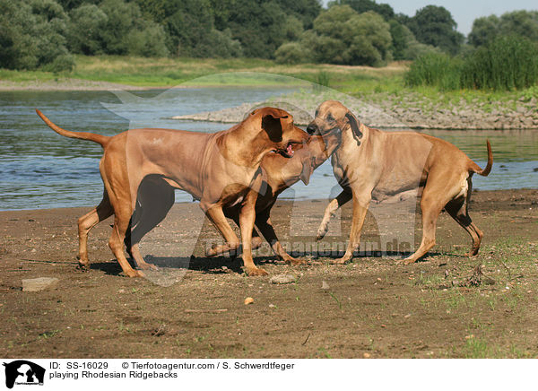spielende Rhodesian Ridgebacks / playing Rhodesian Ridgebacks / SS-16029