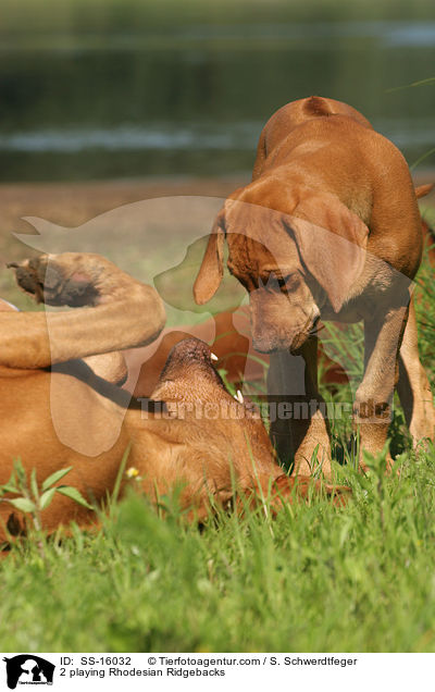 2 spielende Rhodesian Ridgebacks / 2 playing Rhodesian Ridgebacks / SS-16032