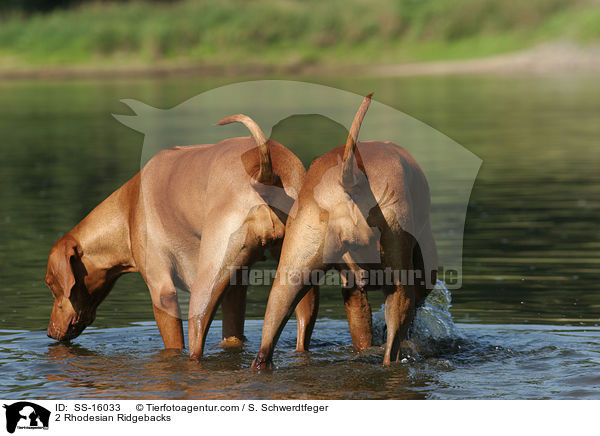 2 Rhodesian Ridgebacks / 2 Rhodesian Ridgebacks / SS-16033