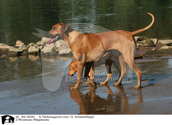 2 Rhodesian Ridgebacks / 2 Rhodesian Ridgebacks / SS-16040