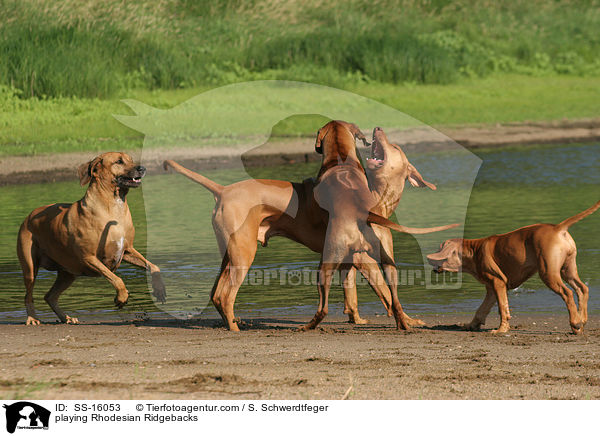 spielende Rhodesian Ridgebacks / playing Rhodesian Ridgebacks / SS-16053