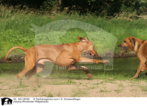 spielende Rhodesian Ridgebacks / playing Rhodesian Ridgebacks / SS-16056
