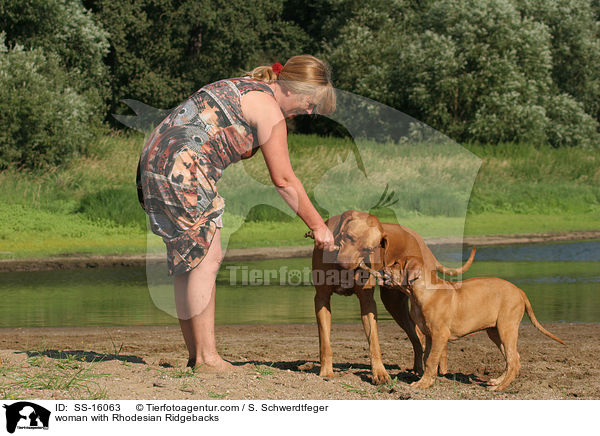 Frau mit Rhodesian Ridgebacks / woman with Rhodesian Ridgebacks / SS-16063