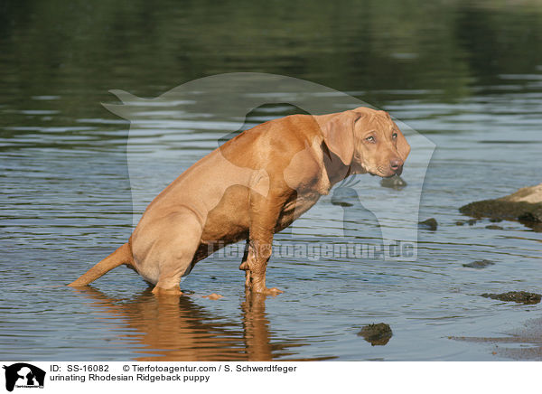 Rhodesian Ridgeback Welpe uriniert ins Wasser / urinating Rhodesian Ridgeback puppy / SS-16082