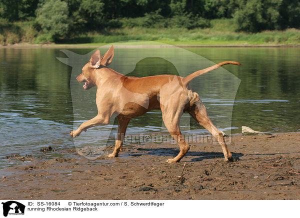 rennender Rhodesian Ridgeback / running Rhodesian Ridgeback / SS-16084