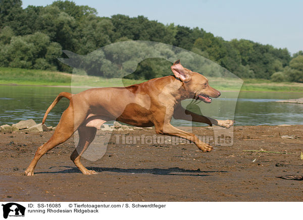 rennender Rhodesian Ridgeback / running Rhodesian Ridgeback / SS-16085