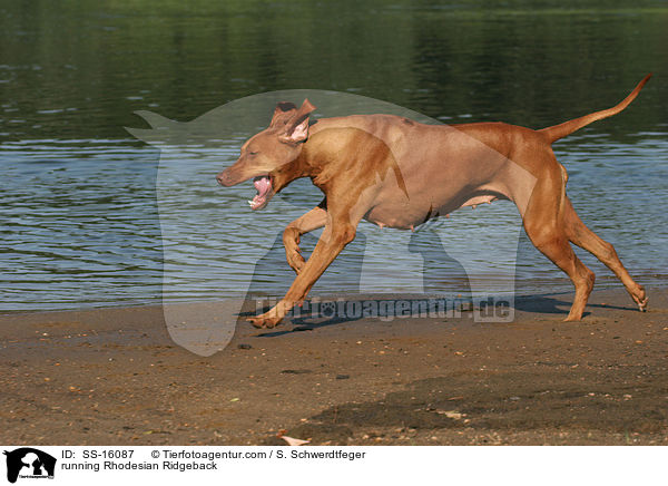 rennender Rhodesian Ridgeback / running Rhodesian Ridgeback / SS-16087