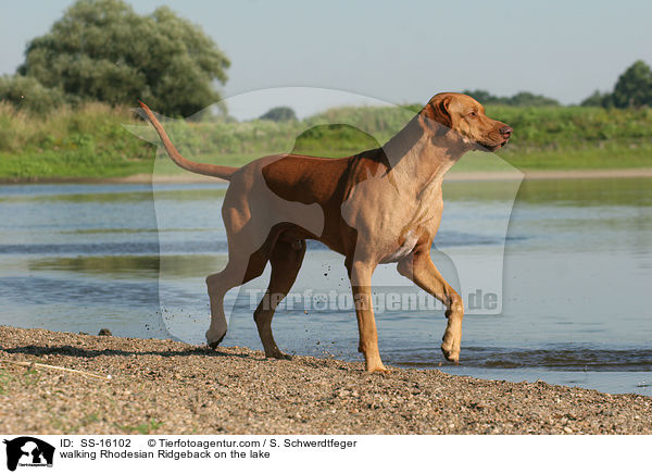 laufender Rhodesian Ridgeback am See / walking Rhodesian Ridgeback on the lake / SS-16102