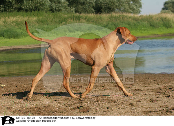 laufender Rhodesian Ridgeback / walking Rhodesian Ridgeback / SS-16125