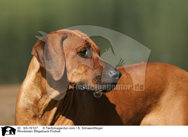 Rhodesian Ridgeback Portrait / Rhodesian Ridgeback Portrait / SS-16127