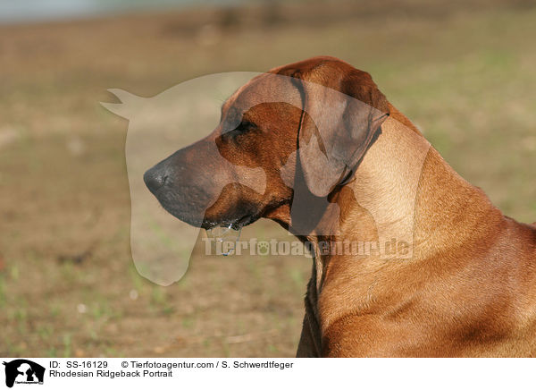 Rhodesian Ridgeback Portrait / Rhodesian Ridgeback Portrait / SS-16129