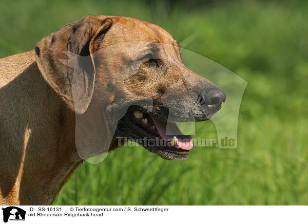 old Rhodesian Ridgeback head / SS-16131