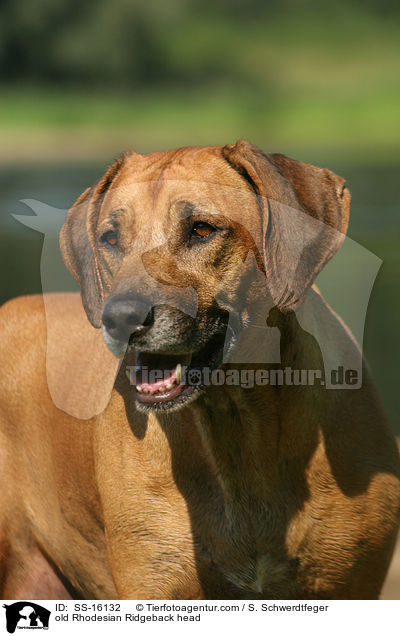 alter Rhodesian Ridgeback im Portrait / old Rhodesian Ridgeback head / SS-16132