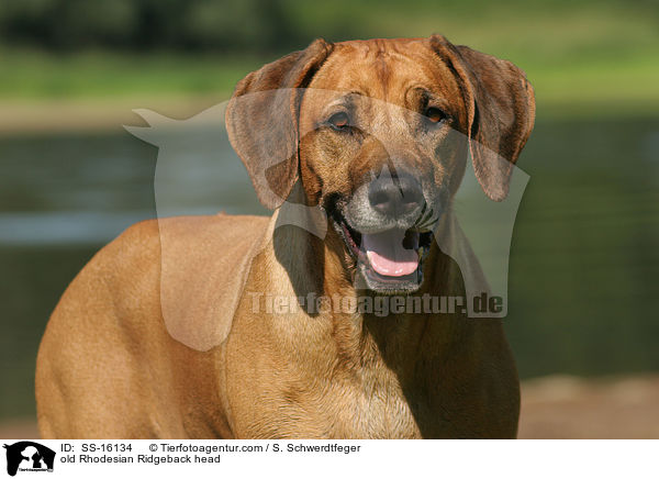 alter Rhodesian Ridgeback im Portrait / old Rhodesian Ridgeback head / SS-16134