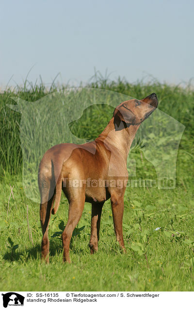 stehender Rhodesian Ridgeback / standing Rhodesian Ridgeback / SS-16135