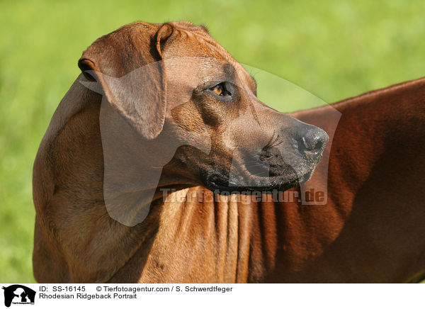 Rhodesian Ridgeback Portrait / Rhodesian Ridgeback Portrait / SS-16145