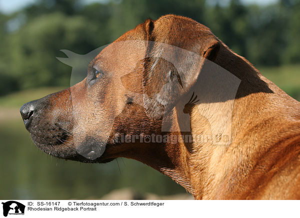 Rhodesian Ridgeback Portrait / Rhodesian Ridgeback Portrait / SS-16147