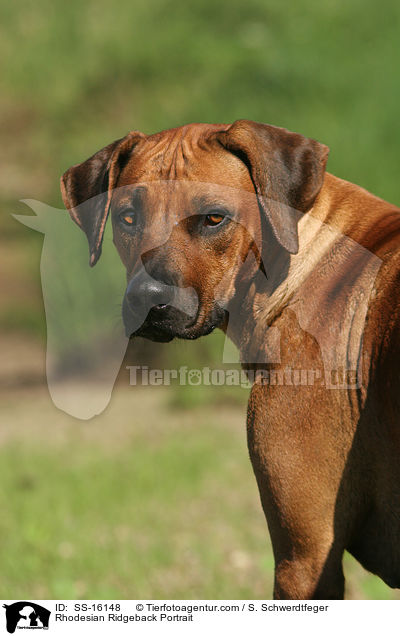 Rhodesian Ridgeback Portrait / Rhodesian Ridgeback Portrait / SS-16148